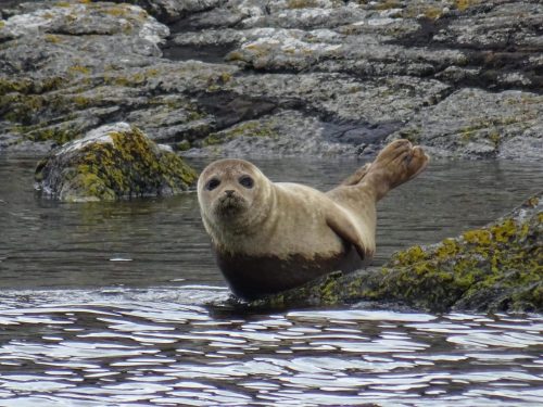 common seal pup