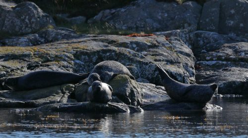 common seals hauled out on rocks