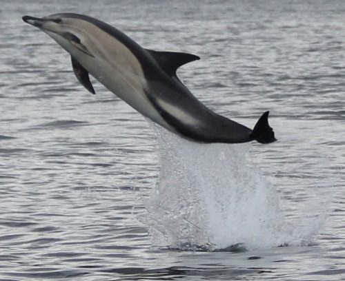 single dolphin leaping out of water