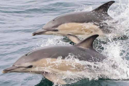 two dolphins leaping in tandem