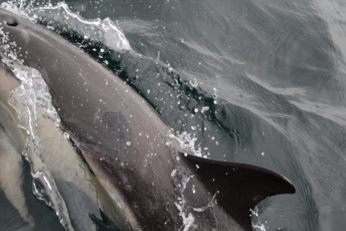 dolphin close-up
