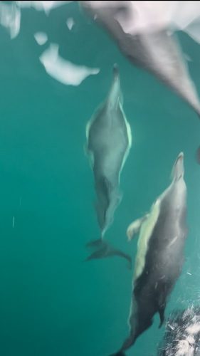 dolphins underwater